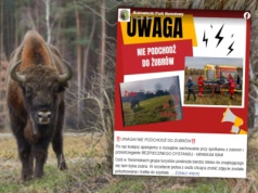 Żubr w Puszczy Białowieskiej zaatakował turystę. "Czy fotografia była tego warta?"