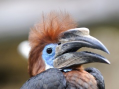 Ten ptak zamurowuje partnerkę. "Fenomen na skalę światową" ma kłopot