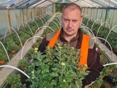 Zaskakujący trend na cmentarzach. Producent chryzantem mówi, co wybierają Polacy