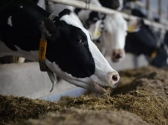 Ceny mleka lecą w dół! Globalny rynek pod presją – co to oznacza dla polskich rolników?