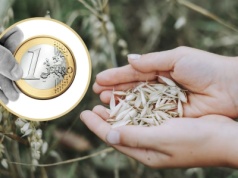 Rolnicy sprzedają zboże za grosze! Rząd: pomocy tylko tyle, na ile pozwoli Bruksela!