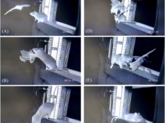 Szczury łapią nietoperze w locie. To zagrożenie dla europejskich gatunków i ludzkiego zdrowia