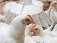 31.10.2025 Ceny skupu kurczaka i sprzedaży tuszki: na wolnym rynku nie ma ofert powyżej 6,00 zł/kg