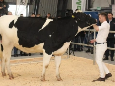 Ceny jałówek wystrzeliły. Rekordy na aukcjach, większość jedzie za granicę