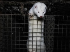 Czarnek broni kotleta, a Konfederacja straszy ukrainizacją ferm. Rozbrajamy mity o futrzanym zakazie