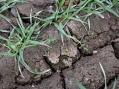 Inni mają gorzej? Ograniczenia stosowania herbicydów zawierających prosulfokarb