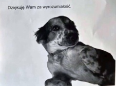 Pies ze schroniska wyje godzinami w bloku na Ursynowie. "Samo przepraszam nie rozwiąże problemu"