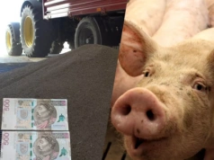 Ceny kukurydzy lekko w górę, nawozy tanieją. Co ze świniami?