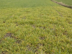 Żółta karłowatość jęczmienia - objawy i zapobieganie chorobie zbóż