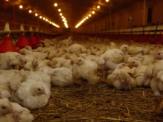 Kolejne pół miliona ptaków do wybicia. Wirus nie odpuszcza polskim fermom