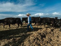 Trump chce tańszej wołowiny z Argentyny. Wierni mu dotąd ranczerzy są wściekli