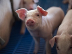 Ile kosztują warchlaki do tuczu? Znamy dokładne ceny