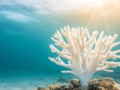 Przekroczyły punkt krytyczny. Ten ekosystem umiera jako pierwszy