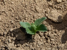 Bobik – cenna roślina na międzyplony. Jakie ma wymagania?
