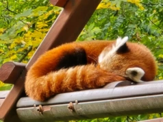 Śląskie ZOO rozpoczyna sezon zimowy. Zmieniają się ceny biletów