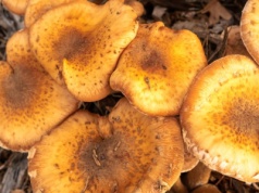 To największy grzyb na świecie. Właśnie teraz możesz go znaleźć w lesie