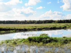 Powstanie pierwszy rezerwat w granicach Wrocławia