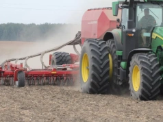 Co grozi późno sianej pszenicy? Na jakie choroby zwrócić uwagę?