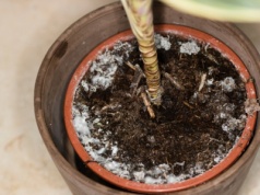 Widzisz taki nalot w doniczce? Wlej to do środka, a usuniesz go bez wysiłku