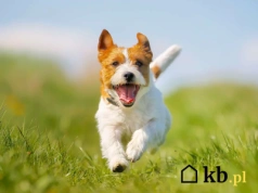 Sąsiedzi nie wytrzymali hałasu. Teraz właściciel zapłaci za każdy szczek