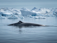Naukowcy, poszukując legendarnego statku na dnie Oceanu Antarktycznego, dokonali zupełnie innego odkrycia, niż się spodziewali
