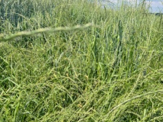 Stokłosy i życice w zbożach ozimych. Presja tych chwastów z roku na rok rośnie