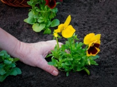 Chcesz, by bratki pięknie rozkwitły? Sięgnij po ten produkt z kuchni