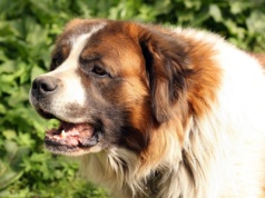 Uciekł z posesji i pogryzł 11-latkę. Właściciel nie dostarczył aktualnego szczepienia przeciwko wściekliźnie