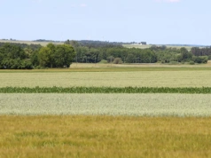 Dzierżawa ziemi a KRUS. Rolnicy tracą ubezpieczenie przez jeden błąd