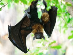 Farmy wiatrowe. Jak chronić nietoperze