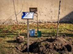 Jabłoń Ulmów trafiła na Słowację. To symboliczne upamiętnienie rodziny w Kraju Preszowskim