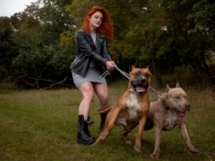 Obowiązkowe OC dla właścicieli psów? Agresywne czworonogi atakują coraz częściej i dolnośląski poseł domaga się zmiany prawa