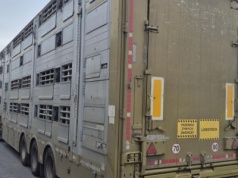 Dwanaście tysięcy kary za przewóz świń w Wielkopolsce