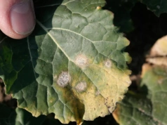 Sucha zgnilizna kapustnych - objawy, zapobieganie i zwalczanie