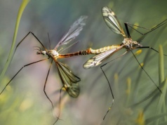 Islandia przestała być miejscem wolnym od komarów, przyczyną prawdopodobnie zmiany klimatu