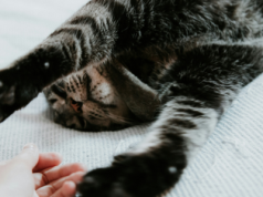 Zwierzęcy boom w Polsce. 15 mln pupili i miliardy złotych na karmy i akcesoria