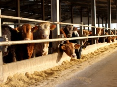 Żywienie opasów na sucho – jednym z tematów Narodowych Wyzwań w Rolnictwie