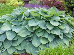 Nie zapomnij o tym zabiegu. W innym wypadku możesz się pożegnać z hostami