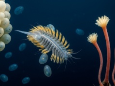 Kule śmierci na dnie oceanu. To drapieżne gąbki z haczykami