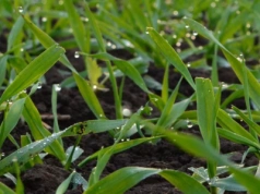 Ochrona zbóż jesienią: rolnicy chcą zrobić T0, ale czym pryskać?