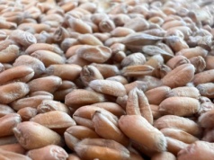 Eksport rosyjskiej pszenicy w październiku przekroczył 5 mln ton