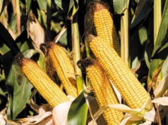 Chiny ograniczają import kukurydzy – głównie z USA i coraz bardziej stawiają na własne plony