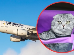 Leciał Lufthansą z Warszawy razem z kotem, trafił na czarną listę