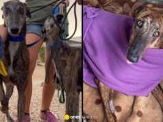 Myśliwemu jest wstyd, więc karze psa. Oblewanie kwasem, łamanie nóg