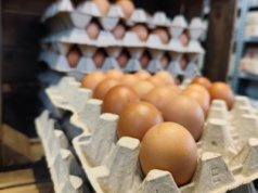 Jaja i drób w 2026 roku: rynek wciąż pod presją chorób, kosztów i w cieniu niepewności