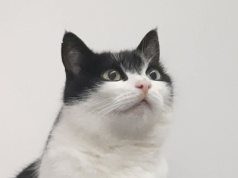 Poszukiwany sprawca zastrzelenia kotki