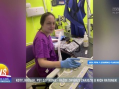 Koty, króliki, psy czy konie - każde zwierzę znajdzie u nich ratunek!