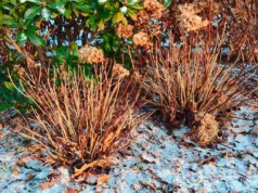 Sprytna metoda okrywania hortensji. Tylko dzięki niej dzielnie zimują