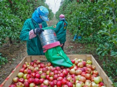 Nowoczesne maszyny dla sadowników i warzywników. ARiMR uruchamia nowy nabór