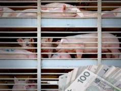 Będą rekompensaty za świnie? Jest nowy wniosek